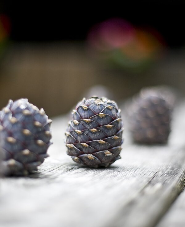 Three pine cones, their scales finely detailed, resting on a rustic wooden surface.