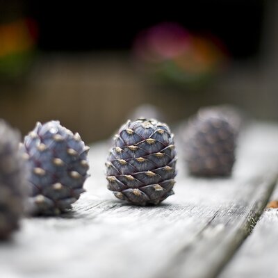 Three pine cones, their scales finely detailed, resting on a rustic wooden surface.