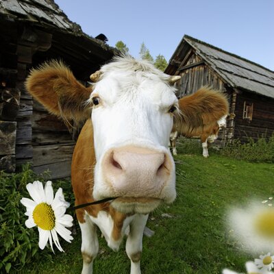 Eine neugierige Kuh steht auf einer grünen Wiese, umgeben von Holzhäusern und Gänseblumen. Die Kuh blickt direkt in die Kamera, ihre braunen und weißen Fellfarben heben sich vom Hintergrund ab. | © Urlaub am Bauernhof Kärnten 