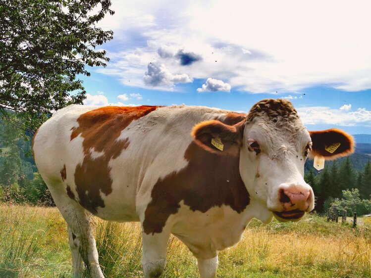 Eine weiß-braune Kuh steht auf einer Wiese vor einem bewaldeten Hintergrund mit bewölktem Himmel. | © Urlaub am Bauernhof Kärnten / Kopp
