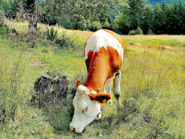 Ein bunter Pferd steht in einer waldigen Landschaft mit Bergen am Horizont. Üppige Baumkronen überschatten den Vordergrund, wo üppiges Gras den Boden bedeckt. | © Urlaub am Bauernhof Kärnten / Kopp