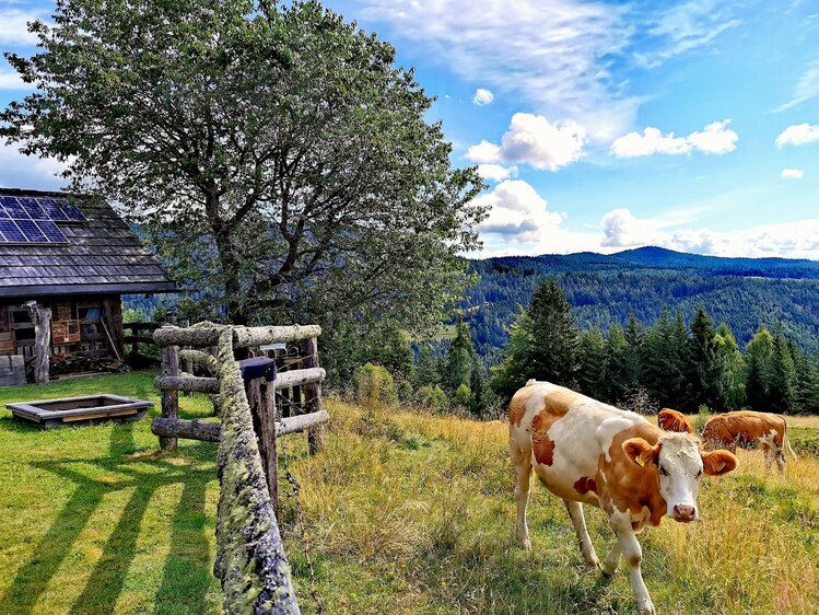Idyllische Berglandschaft mit Holzhaus, Solarzellen, Viehweide und Kühen. In der Ferne sind bewaldete Berge zu sehen. Ein malerischer Anblick einer ländlichen Umgebung. | © Urlaub am Bauernhof Kärnten / Kopp