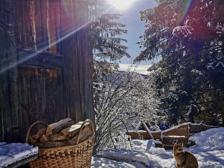 Eine verschneite Waldhütte mit Kaminholzkorb, dazwischen sitzt eine Katze in der Winterlandschaft. Die Sonne scheint durch die Bäume und wirft farbige Reflexe. | © Urlaub am Bauernhof / Schell