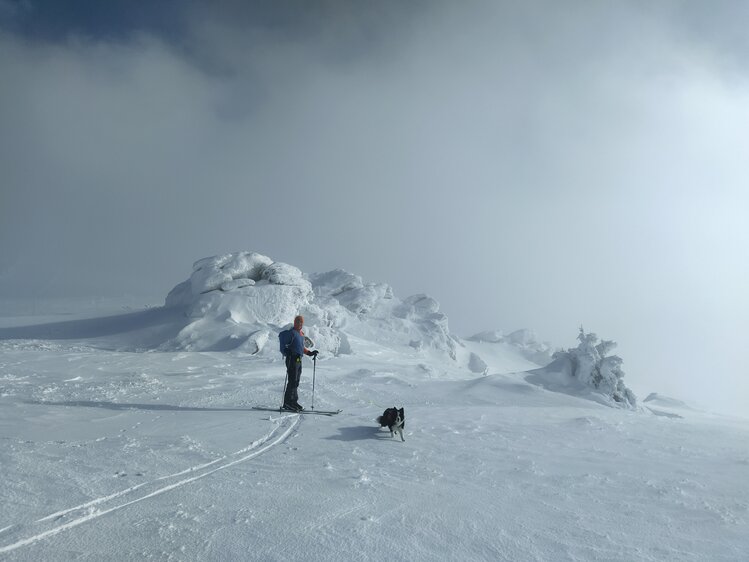 Person skiing across a snow-covered landscape, with a dog accompanying them, against a backdrop of towering, snow-capped peaks. | © Urlaub am Bauernhof in Kärnten / Kopp