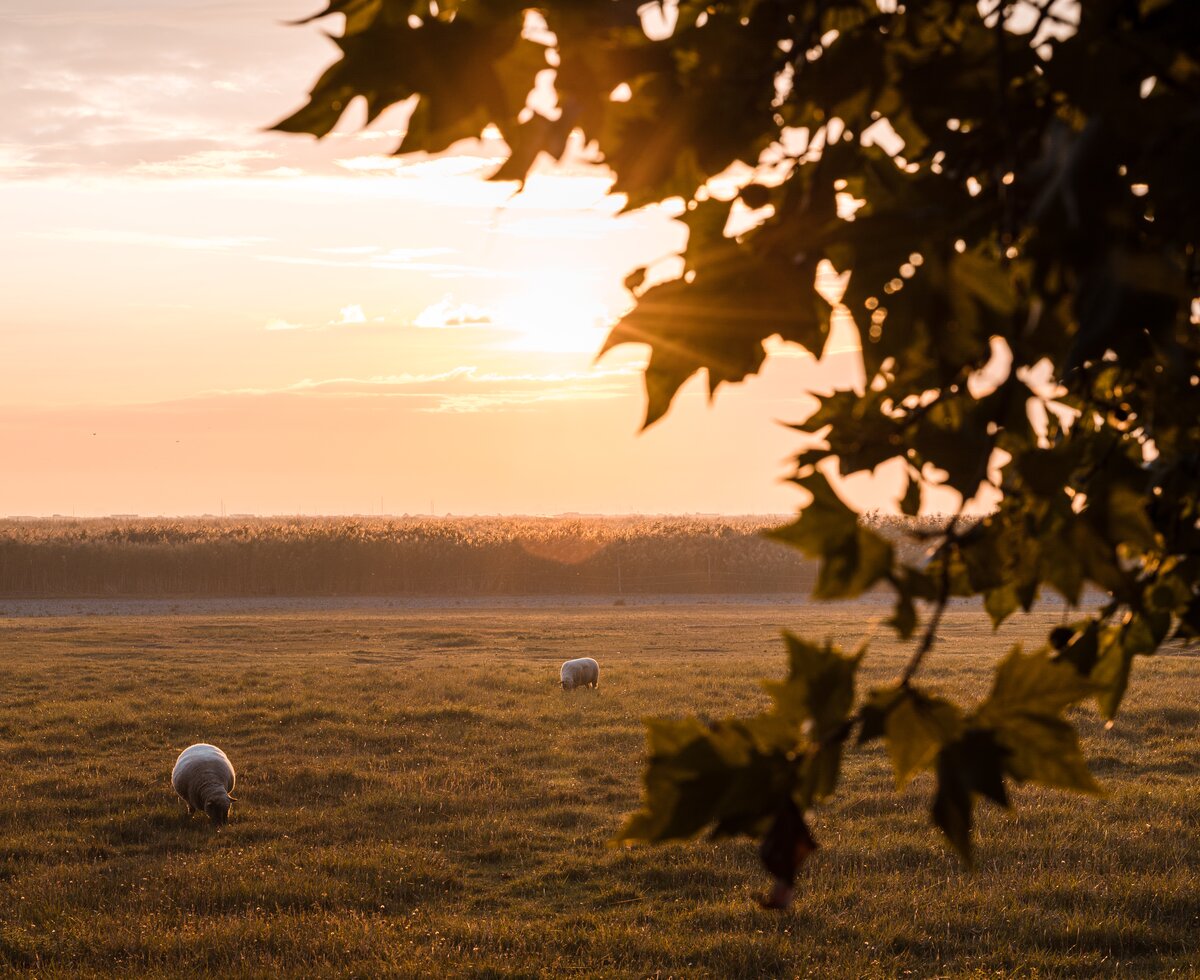 2 Schafe auf der Wiese | © Burgenland Tourismus GmbH / Andreas Ehrenreich 2 Schafe auf der Wiese in der Abendsonne | © Burgenland Tourismus GmbH / Andreas Ehrenreich