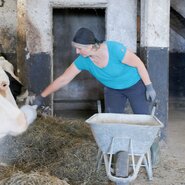 Eine Frau füttert Kühe in einem Stall, während sie eine Schaufel hält.