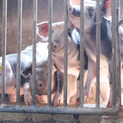Mehrere Schweine hinter Gitterstäben in einem Stall, eingesperrt und auf engem Raum.