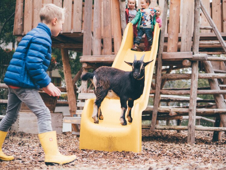 Kinder am Spielplatz und Ziege auf der Rutsche | © Urlaub am Bauernhof Kärnten / Daniel Gollner