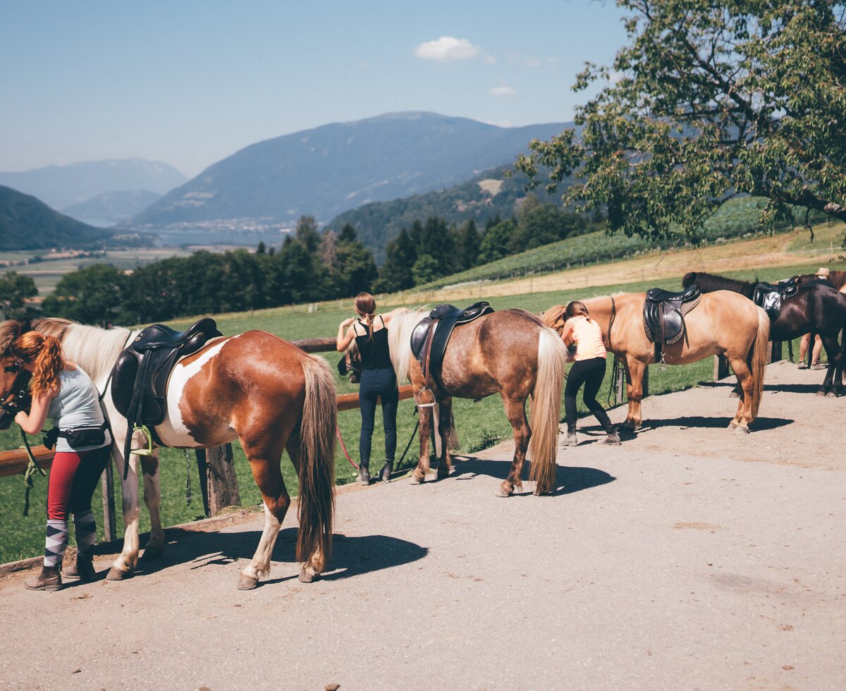 Pferde | © Urlaub am Bauernhof Kärnten / Daniel Gollner Pferde sind angeleint | © Urlaub am Bauernhof Kärnten / Daniel Gollner