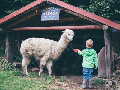Kind bei Alpakas | © Urlaub am Bauernhof Kärnten/ Daniel Gollner Kind mit Schüssel bei den Alpakas | © Urlaub am Bauernhof Kärnten/ Daniel Gollner