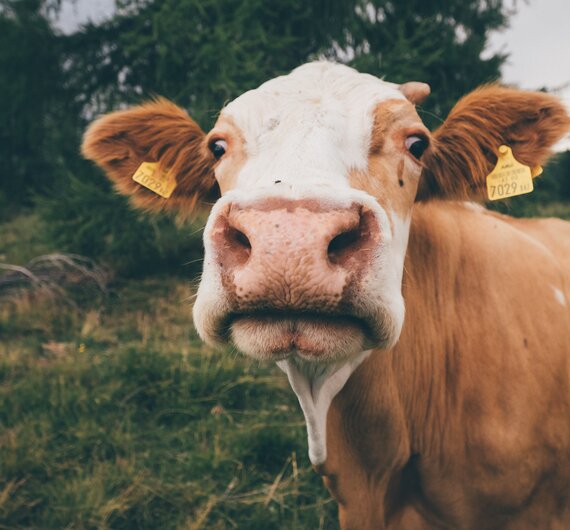 Kuh | © Urlaub am Bauernhof Kärnten / Daniel Gollner