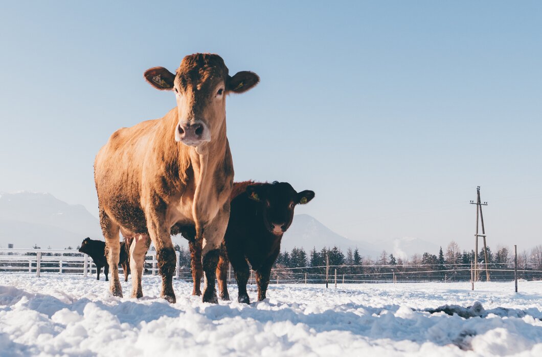 Kühe im Schnee | © Urlaub am Bauernhof Kärnten/ Daniel Gollner