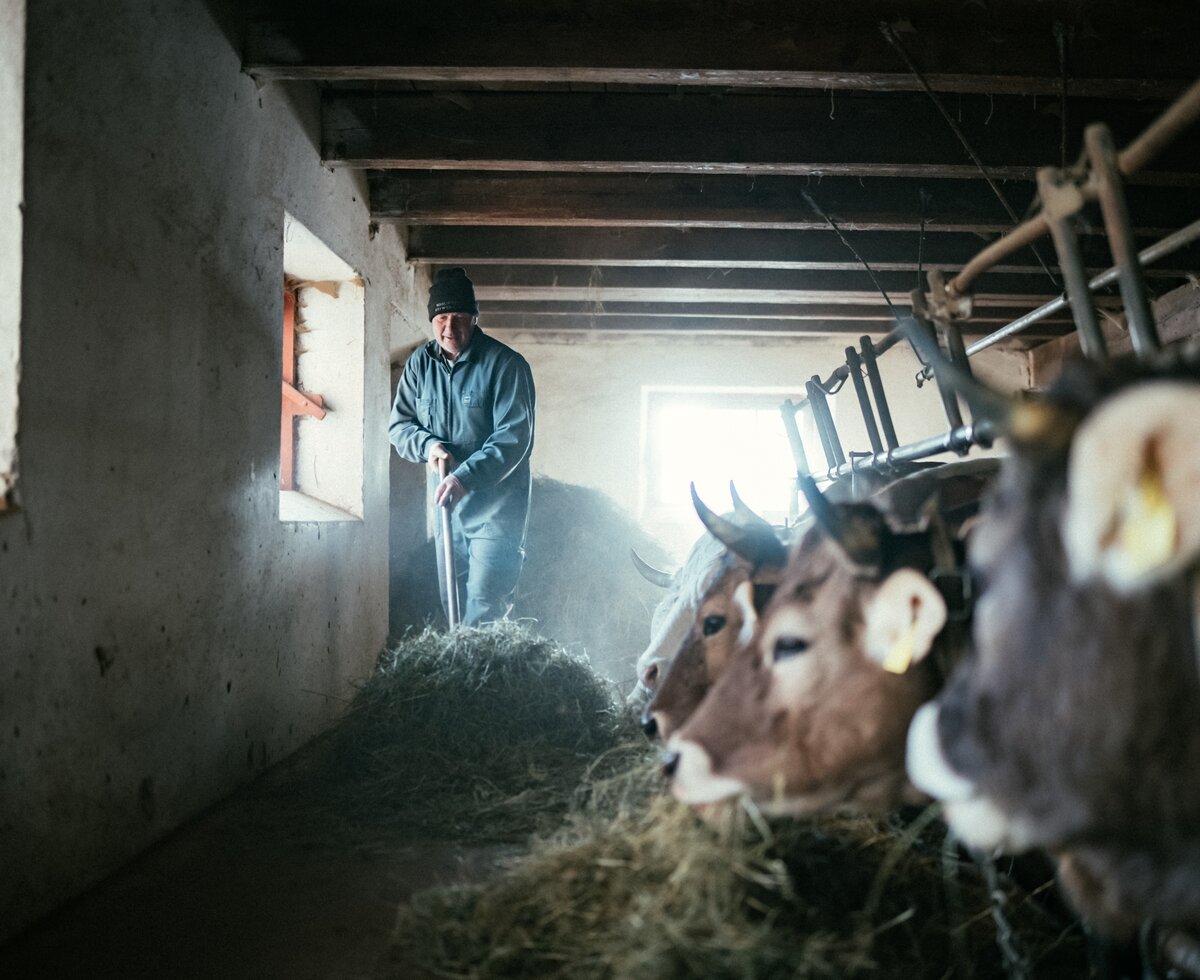 Mann füttert Kühe | © Urlaub am Bauernhof Kärnten / Daniel Gollner Mann füttert Kühe | © Urlaub am Bauernhof Kärnten / Daniel Gollner