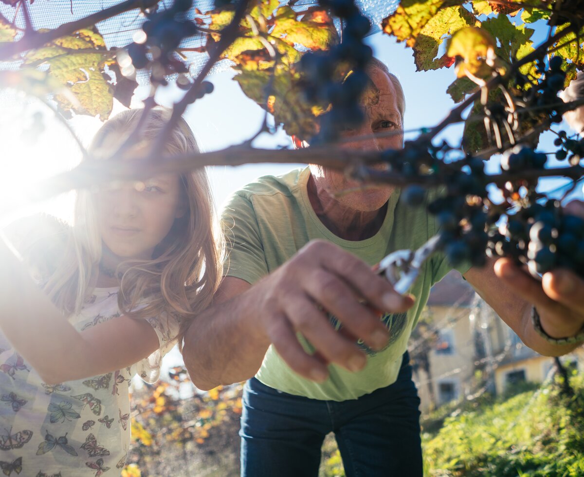Mann und Kinder im Weingarten | © Urlaub am Bauernhof Kärnten / Daniel Gollner Mann und Kinder ernten Weinreben | © Urlaub am Bauernhof Kärnten / Daniel Gollner