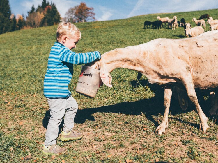 Bub füttert das Schaf mit dem Eimer | © Urlaub am Bauernhof Kärnten/ Daniel Gollner