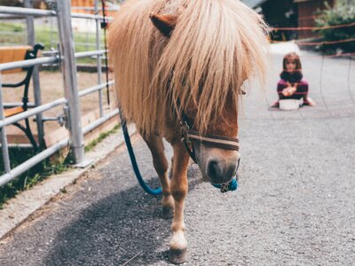 Pony | © Urlaub am Bauernhof Kärnten / Daniel Gollner Pony geht am Weg | © Urlaub am Bauernhof Kärnten / Daniel Gollner
