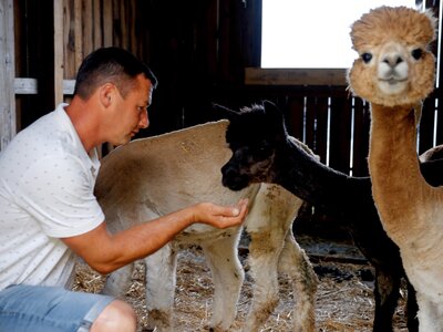 Mann hockt im Stall bei den Baby-Alpakas | © Urlaub am Bauernhof Kärnten / Daniel Gollner