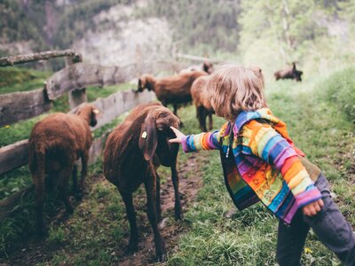 Mädchen streichelt das Schaf am Weg | © Urlaub am Bauernhof Kärnten / Daniel Gollner