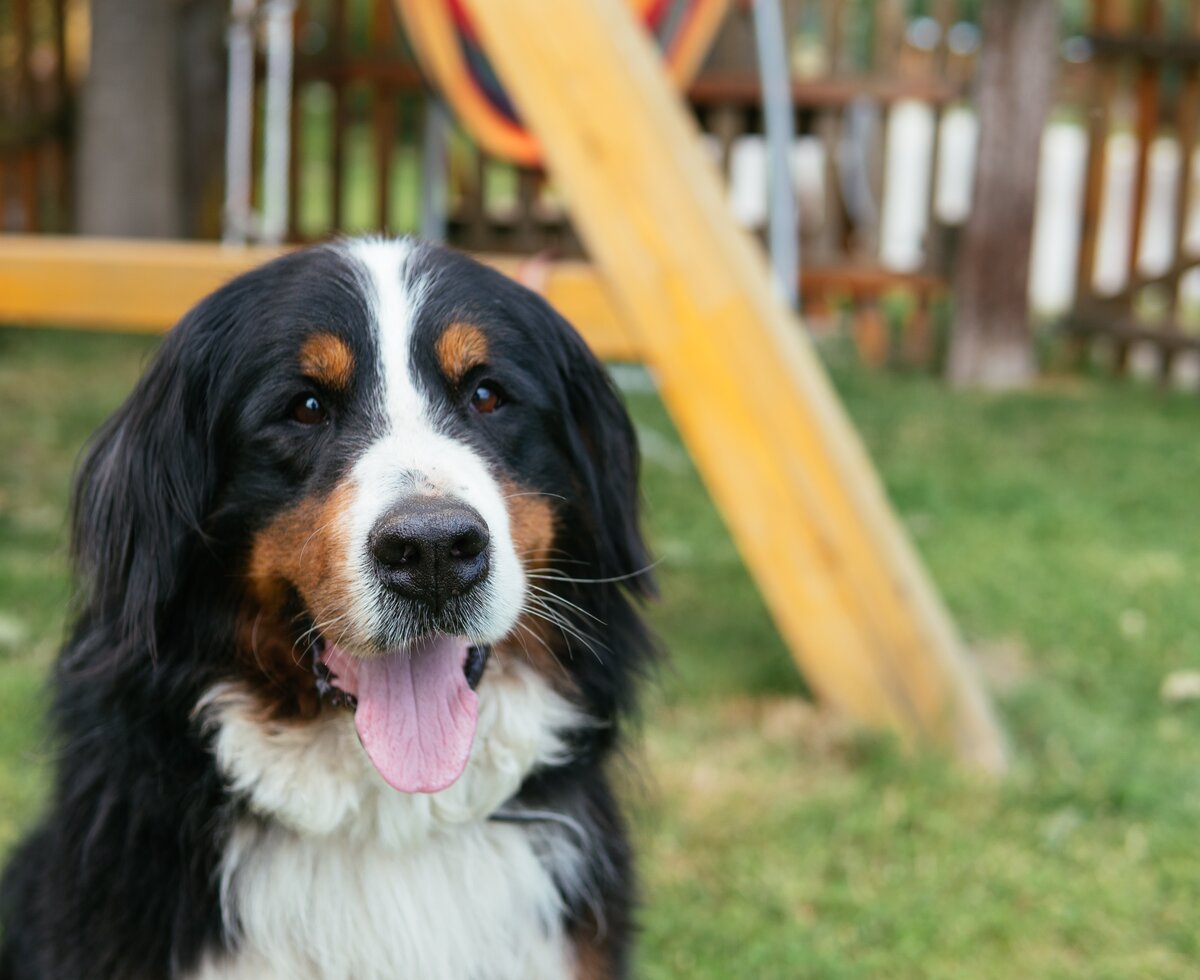 Hund am Lacknerhof | © Urlaub am Bauernhof / Daniel Gollner Hofhund am Lacknerhof | © Urlaub am Bauernhof / Daniel Gollner