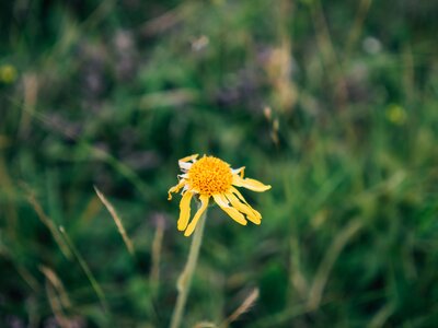 Blume | © Urlaub am Bauernhof Kärnten / Daniel Gollner Gelbe Blume | © Urlaub am Bauernhof Kärnten / Daniel Gollner