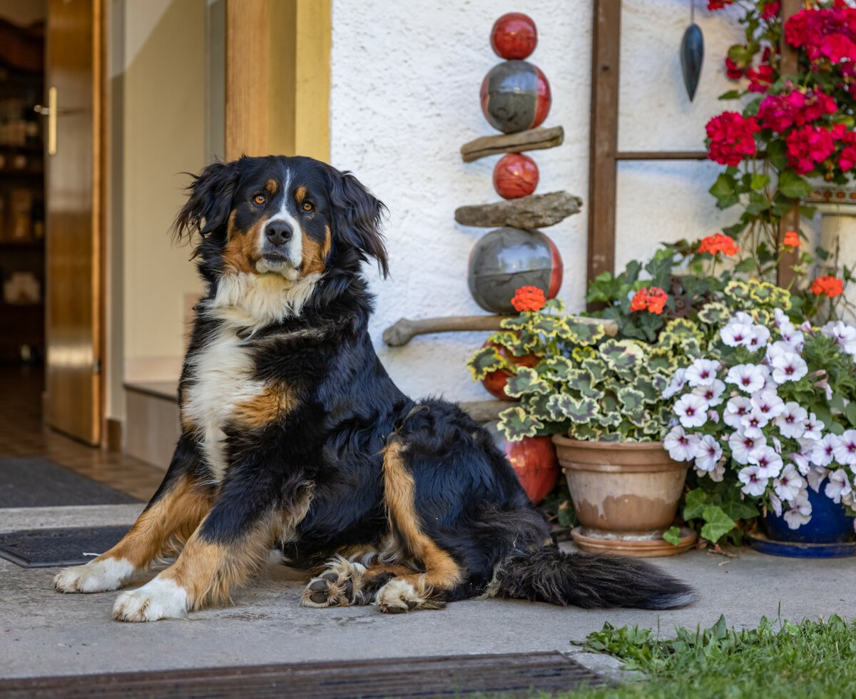 Hund | © Landesverband Urlaub am Bauernhof Kärnten/ Achim Mandler Hund sitzt vor der Eingangstüre | © Landesverband Urlaub am Bauernhof Kärnten/ Achim Mandler
