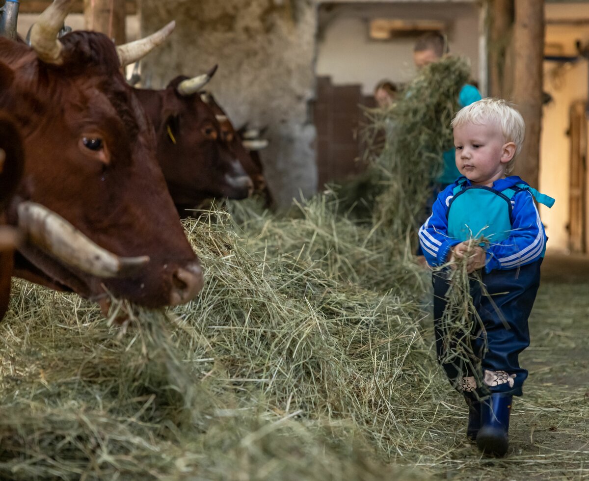 Bub füttert die Kuh mit Heu im Stall | © Landesverband Urlaub am Bauernhof Kärnten/ Achim Mandler