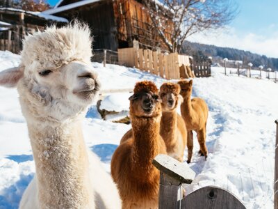 Alpakas im Schnee | © Daniel Gollner / Urlaub am Bauernhof Kärnten Mehrere Alpakas stehen im Schnee | © Daniel Gollner / Urlaub am Bauernhof Kärnten