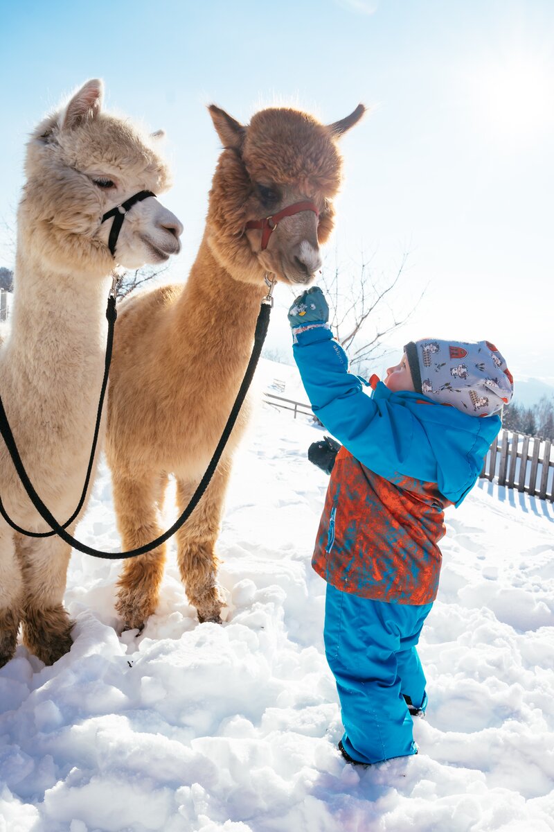 Kind steht bei zwei Alpakas | © Daniel Gollner / Urlaub am Bauernhof Kärnten