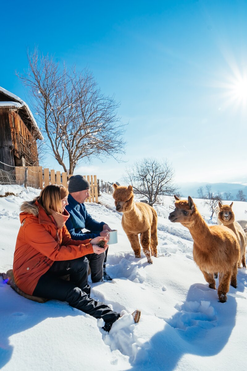 Alpakas im Schnee neben den Bauersleuten | © Urlaub am Bauernhof / Daniel Gollner