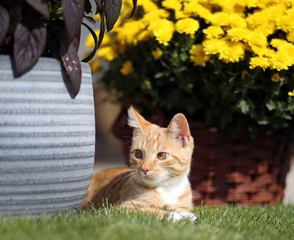 Kater liegt in der Wiese | © Privat zu Gast in Niederösterreich / weinfranz.at