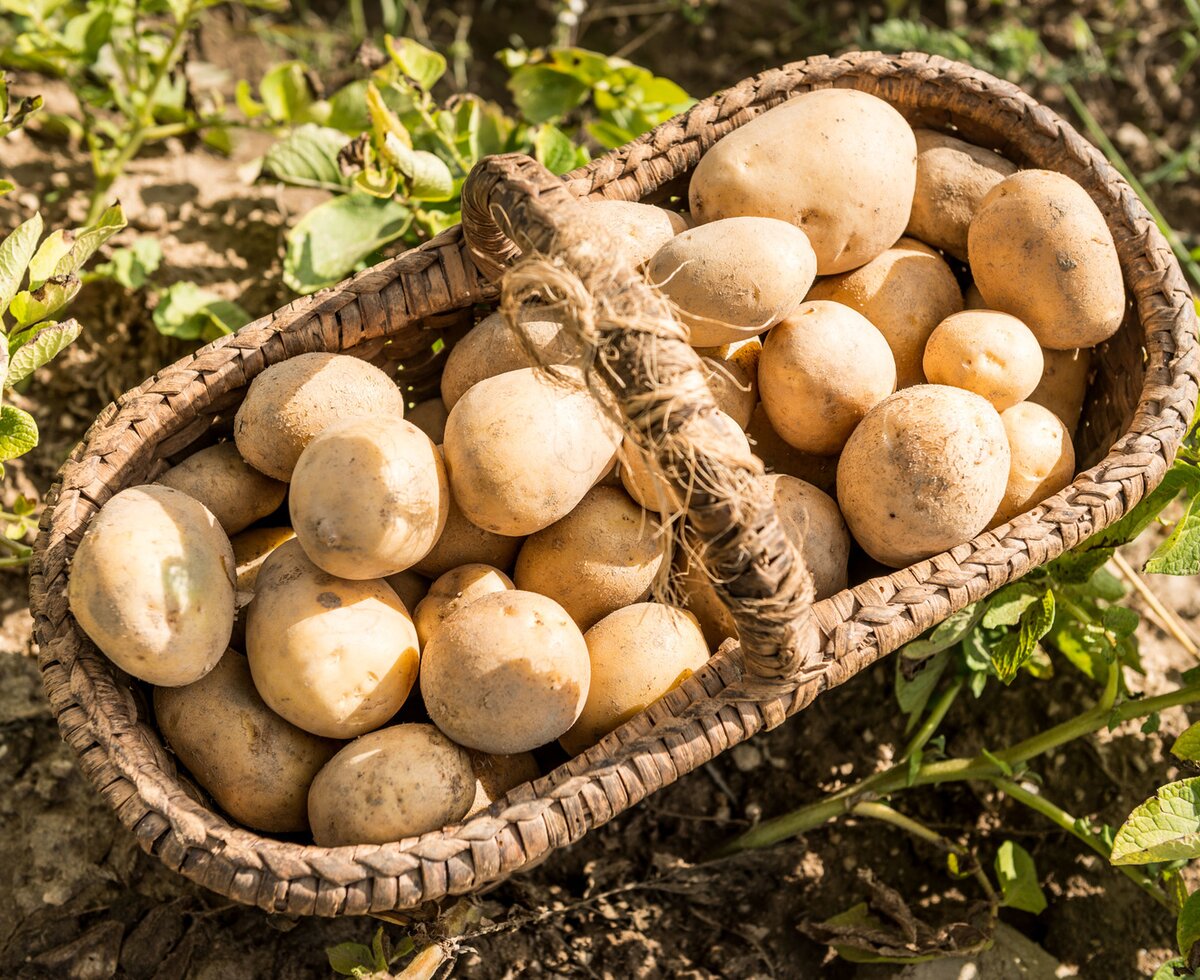 Waldviertler Erdäpfel | © Studio Kerschbaum / Waldviertel Tourismus