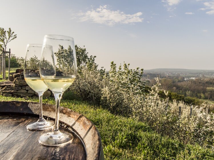 Two wine glasses on wine barrel in vineyard in Langenlois | © Niederösterreich Werbung / Robert Herbst