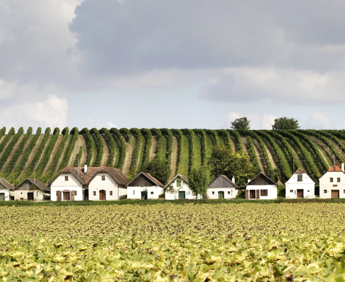 Kellergasse Diepolz im Weinviertel | © Weinviertel Tourismus / Christine Wurnig Landschaftsfoto von Kellergasse Diepolz im Weinviertel | © Weinviertel Tourismus / Christine Wurnig