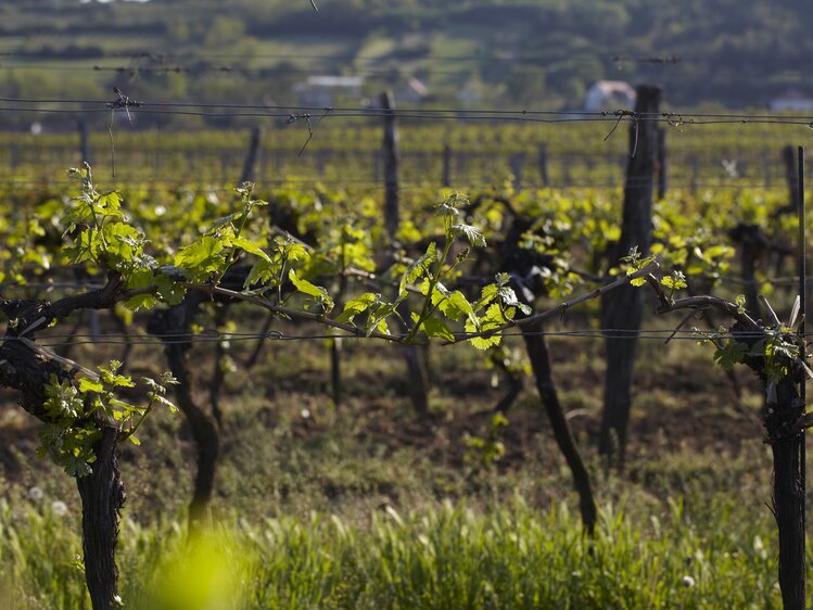 Row of vines in the vineyard in spring | © Weinviertel Tourismus / Christine Wurnig