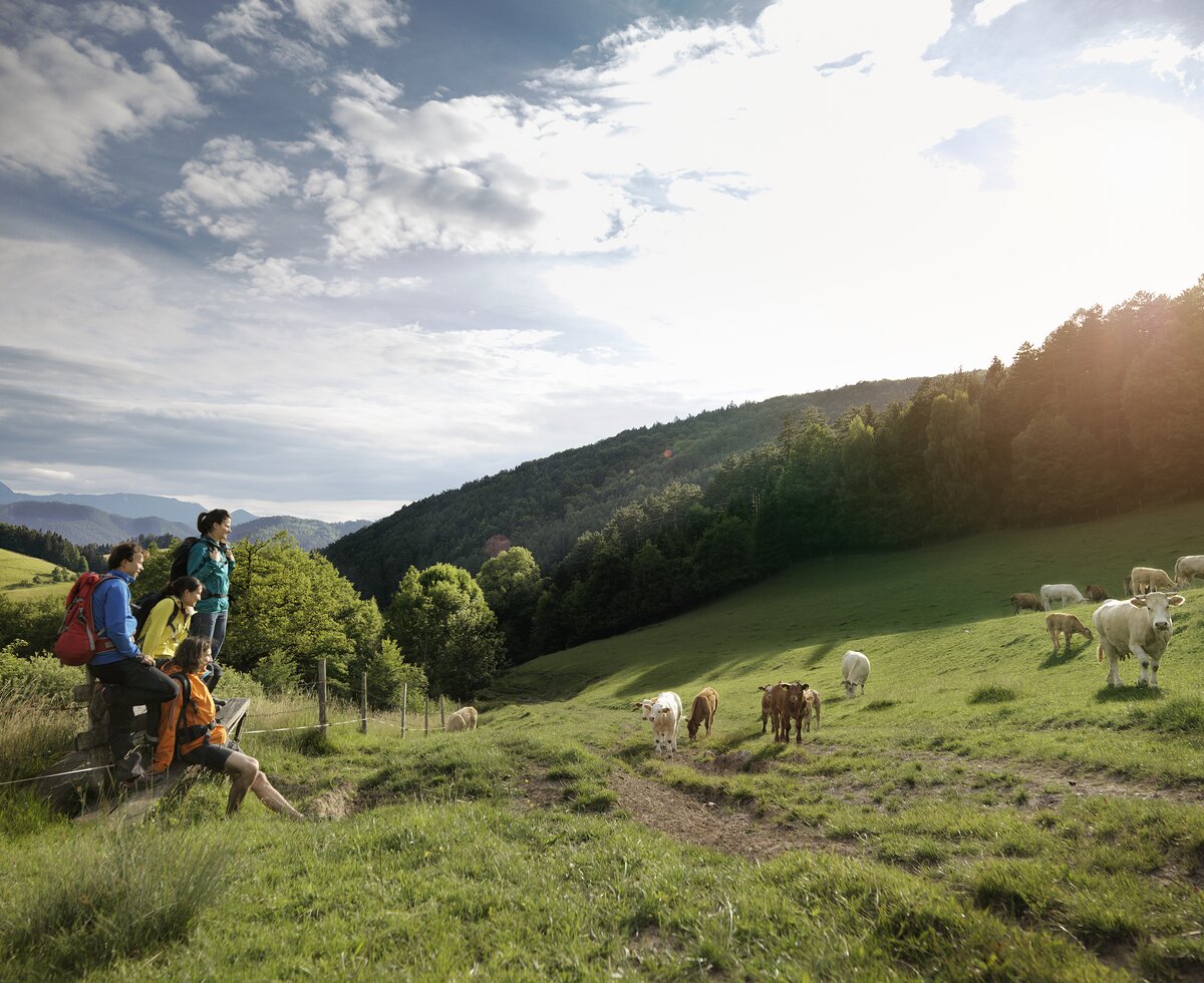 Hikers by a cow pasture | © Wiener Alpen / Florian Lierzer Hikers rest by a cow pasture | © Wiener Alpen / Florian Lierzer