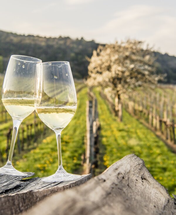 Two wine glasses in the vineyard in the Vienna Woods | © Niederösterreich Werbung / Robert Herbst