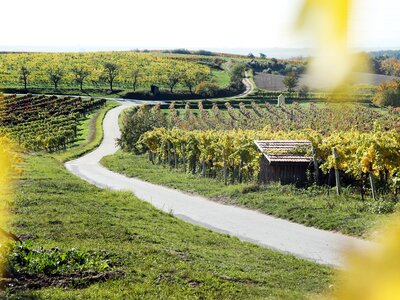 Weg zwischen Weingärten | © Urlaub am Winzerhof / weinfranz.at Weg zwischen Weingärten | © Urlaub am Winzerhof / weinfranz.at