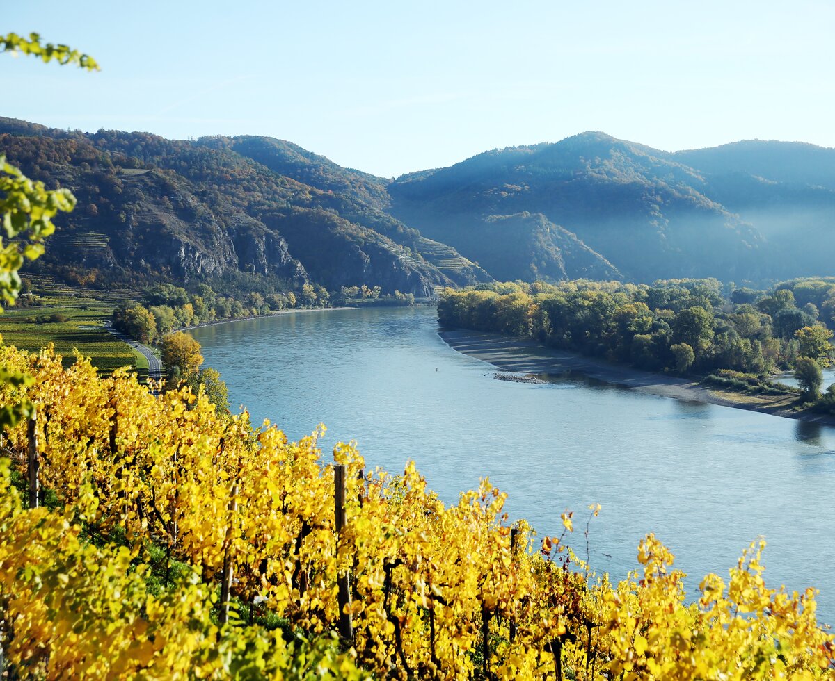 Weingarten im Herbst | © Urlaub am Winzerhof / weinfranz.at Weingarten im Herbst in der Wachau | © Urlaub am Winzerhof / weinfranz.at