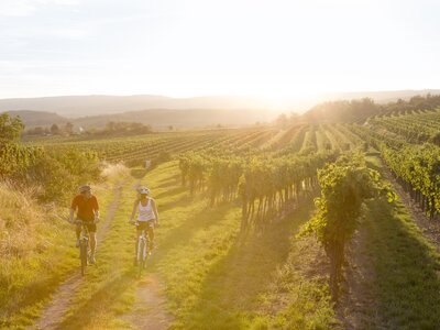 Weinherbst im Retzerland | © Niederösterreich Werbung / Astrid Bartl Zwei Radfahrer im Weingarten | © Niederösterreich Werbung / Astrid Bartl