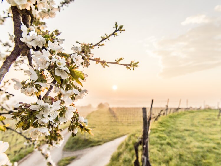 Tree-blooming wine spring in the Traisental | © Niederösterreich Werbung / Robert Herbst