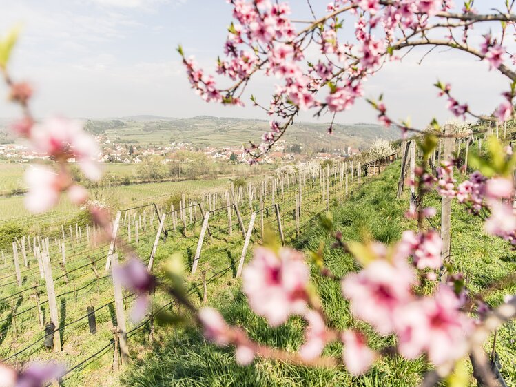 Wine spring in Langenlois in the Kamptal | © Niederösterreich Werbung / Robert Herbst