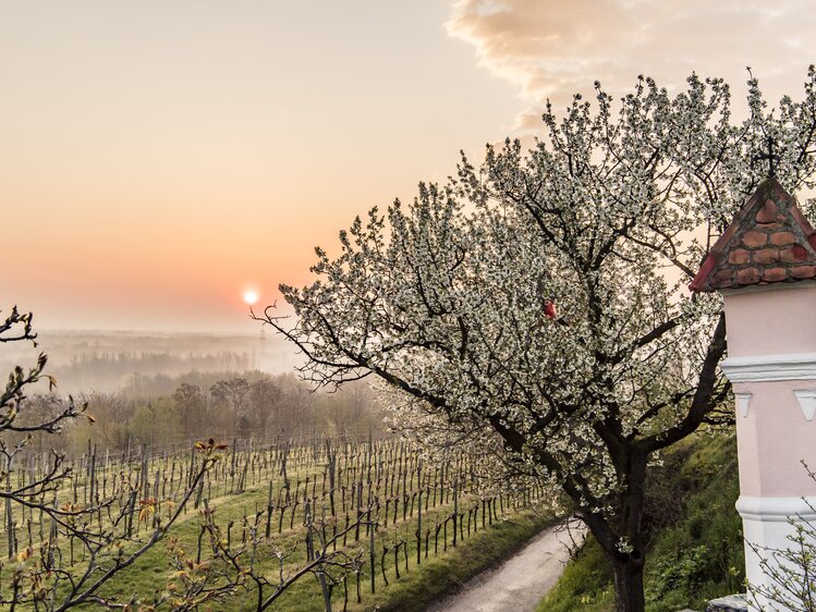 Vineyard in spring 