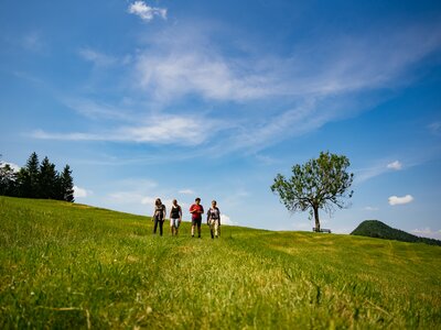 Über grüne Wiesen wandern | © Urlaub am Bauernhof Oberösterreich / Daniel Gollner Gruppe wandert über grüne Wiese im Sommer | © Urlaub am Bauernhof Oberösterreich / Daniel Gollner