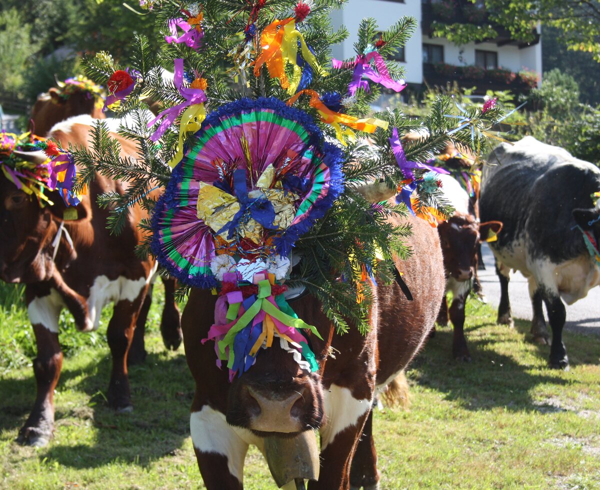 Bunt geschmückte Kühe beim herbstlichen Almabtrieb in Gosau | © Ferienregion Dachstein Salzkammergut / Elisabeth Grill