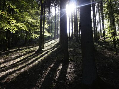 Sonne scheint in den Wald | © Urlaub am Bauernhof Oberösterreich / Harald Puchegger
