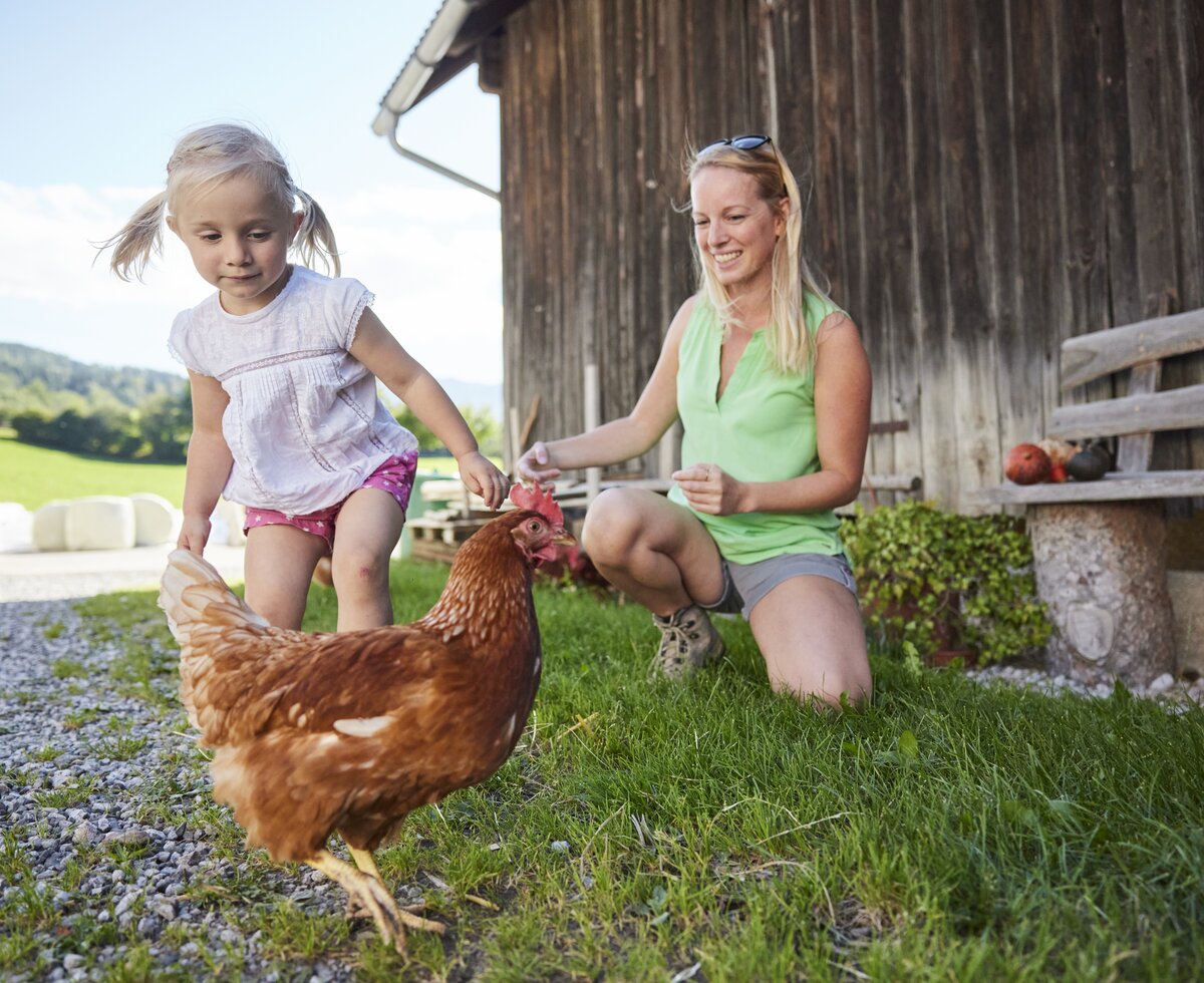 Kind mit Huhn | © Urlaub am Bauernhof Oberösterreich / Alexander Kaiser Kind schaut Huhn an | © Urlaub am Bauernhof Oberösterreich / Alexander Kaiser