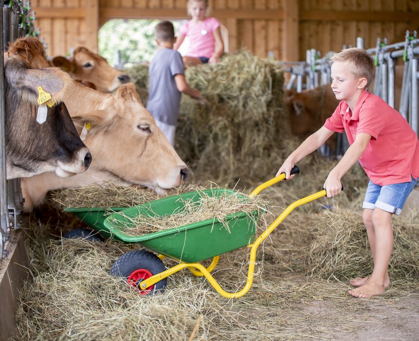 Bub füttert Kühe mit einer Schreibtruhe voll Heu | © Urlaub am Bauernhof Oberösterreich / Andreas Hofer