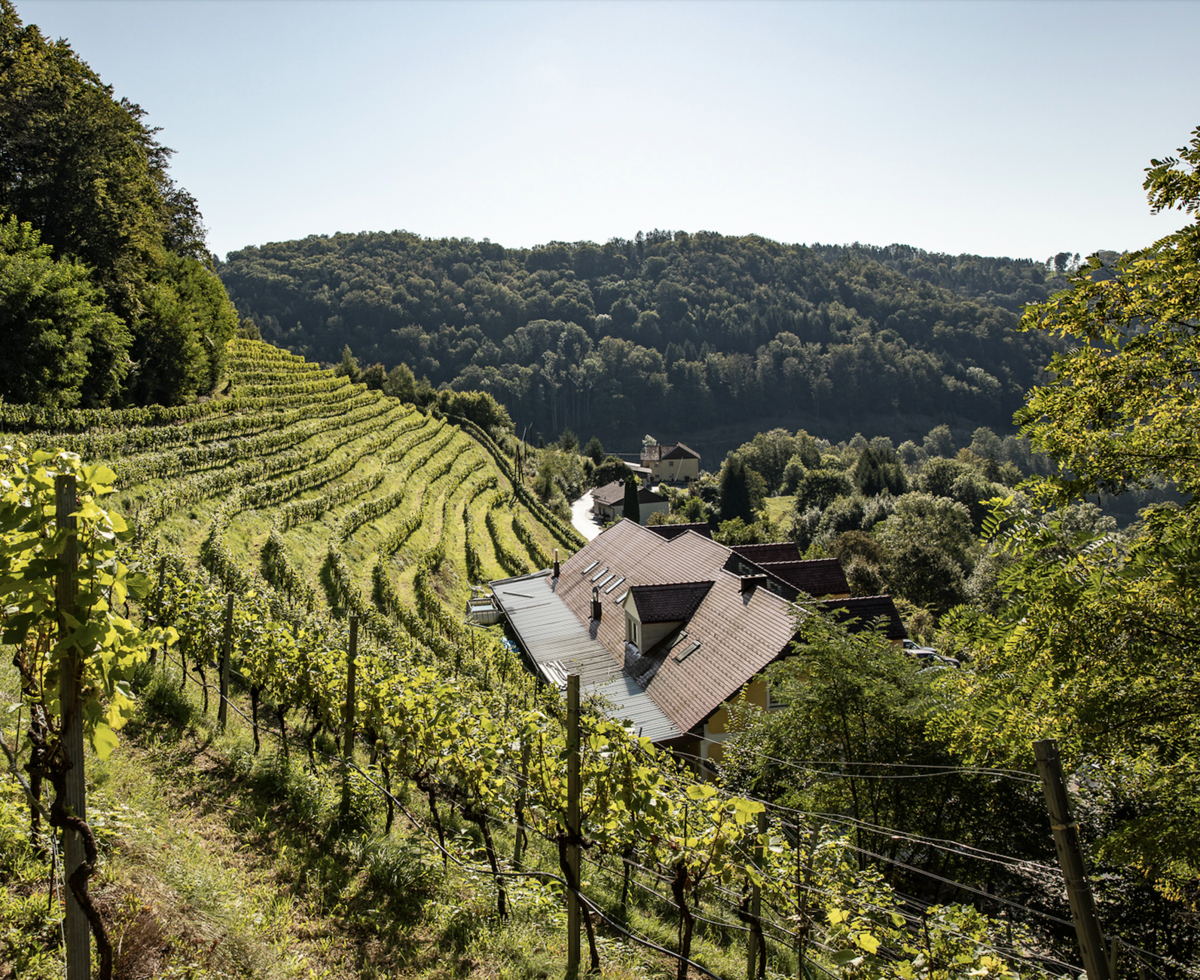Weingarten Haselgraben bei Linz, Mühlviertel | © Urlaub am Bauenrhof Oberösterreich / Weingarten Haselgraben Weingarten Haselgraben bei Linz, Mühlviertel | © Urlaub am Bauenrhof Oberösterreich / Weingarten Haselgraben