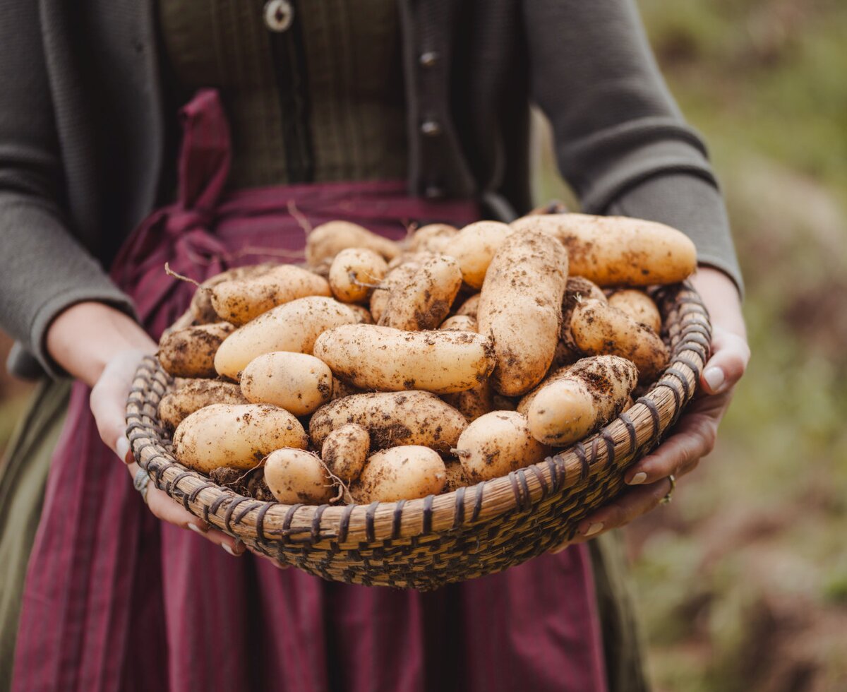 Erdäpfel vom Feld | © Footprints Fotografie // cookingCatrin
