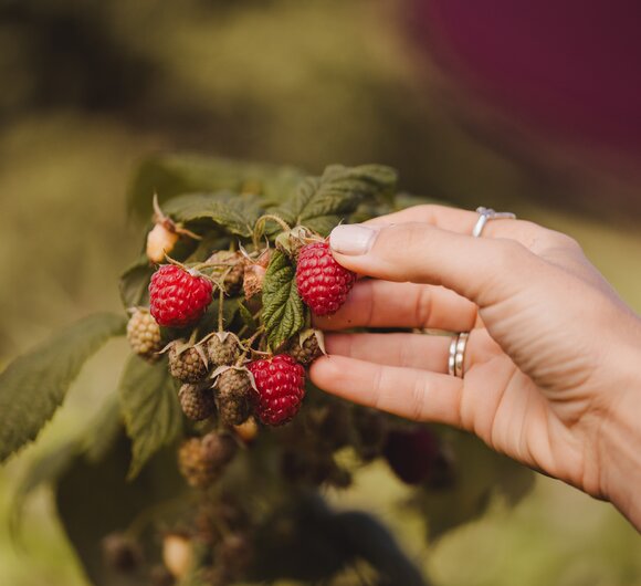 Frau greift zu Himbeeren auf Strauch | © Urlaub am Bauernhof Oberösterreich / Footprints Fotografie - cookingCatrin